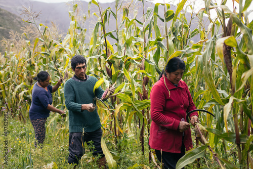 Hispanic farmers harvesting corn