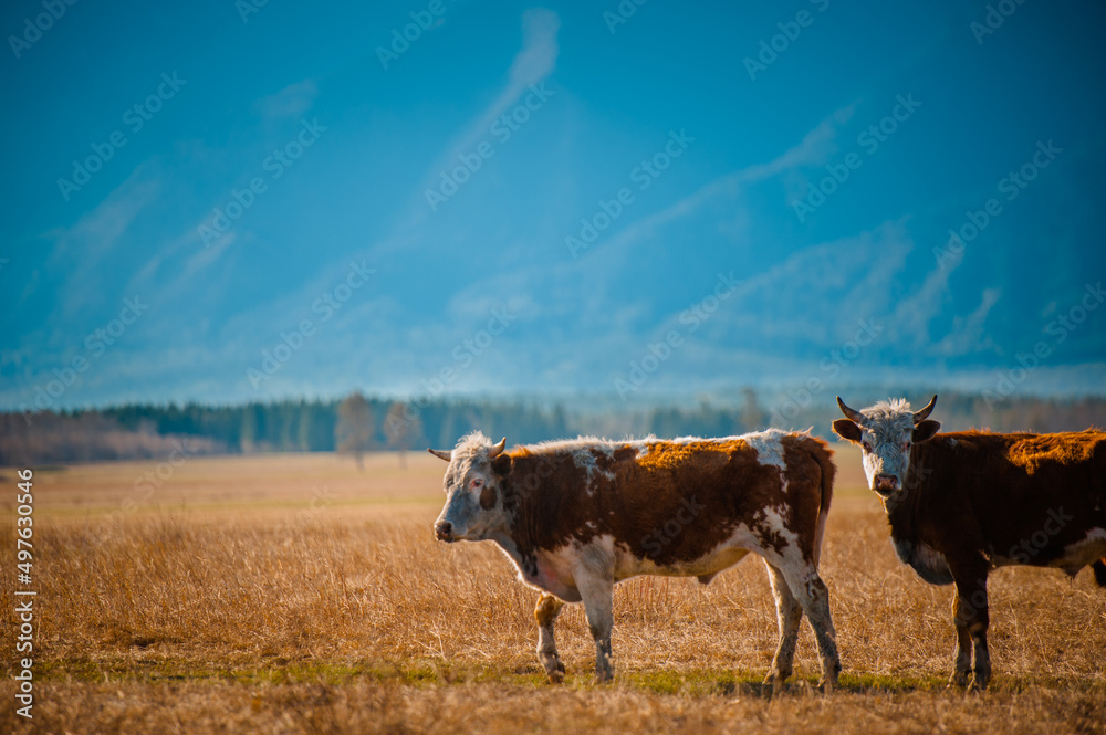 Healthy and well fed cow on pasture in the mountains, with selective focus