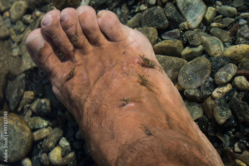 Shrimps peeling