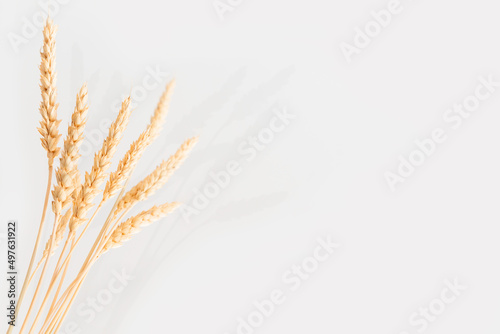 Several ears of wheat on a light background with a shadow.