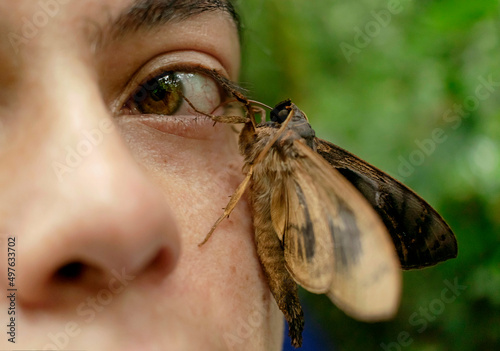 A moth interaction with a human photo