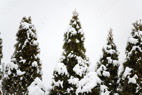 Tall trees in the snow