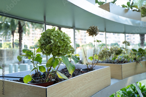 Potted plants in the city