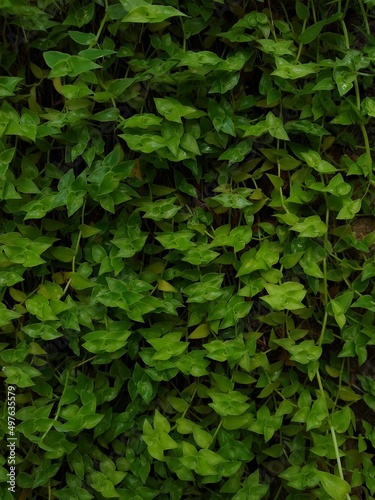 Creeping inchplant, Bolivian Jew or turtle vine (Callisia repens) plants in the garden, green background