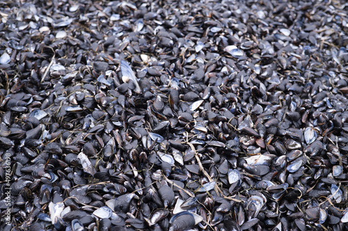 Natural mussel shells on beach photo