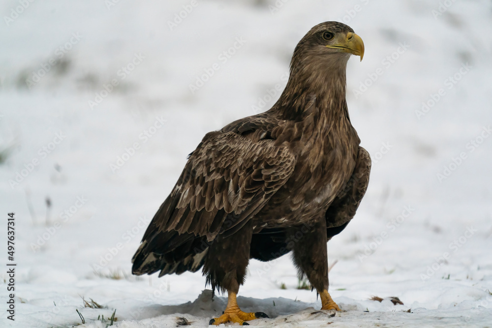 Awesome White-Tailed Eagle In The Snow Awesome White-Tailed Eagle In The Snow