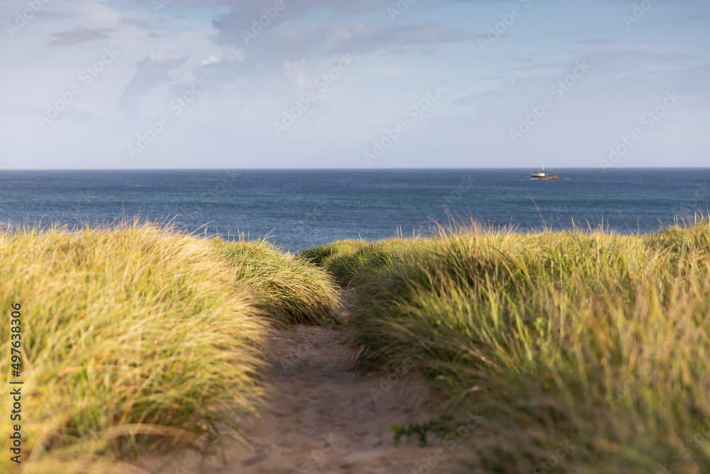 Cape Cod Beach Dune golden grass Landscape Cape Cod Beach Dune golden grass Landscape