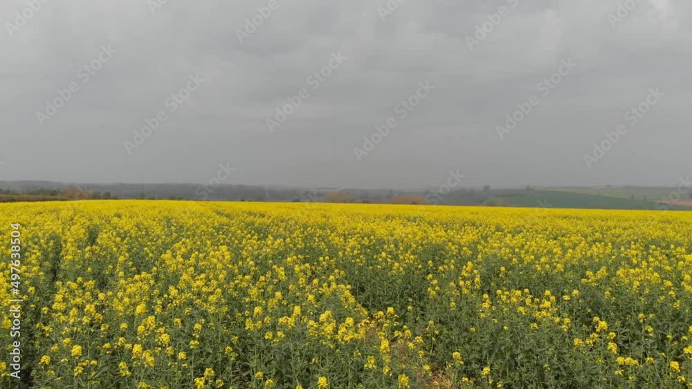 Low flight over yellow rape seed flowers Low flight over yellow rape seed flowers