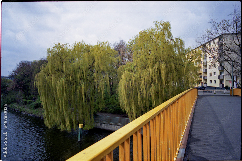 Trees with drooping leaves Stock Photo Adobe Stock