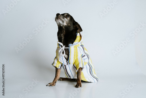 Portrait of an old chihuahua dress photo