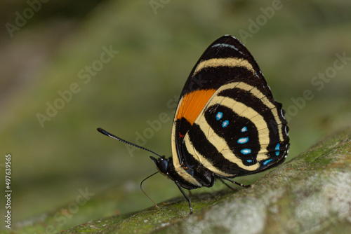 Butterfly sucking on a leaf photo