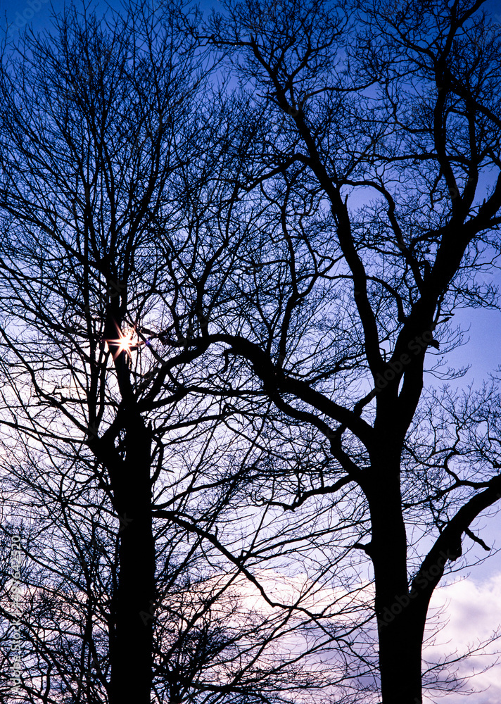 Tree silhouette Tree silhouette