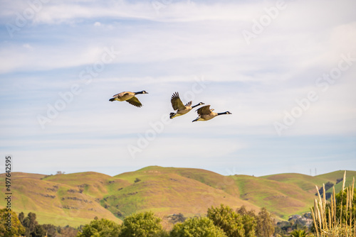 A flock of Canadian geese are flying over the mountains.