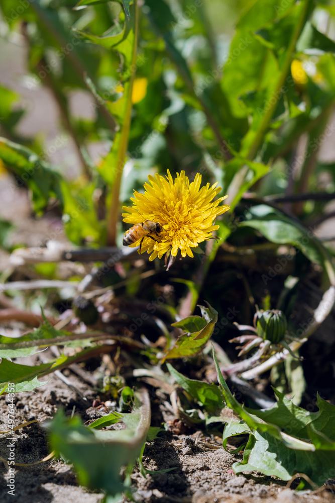 Bee On A Dandelion Bee On A Dandelion