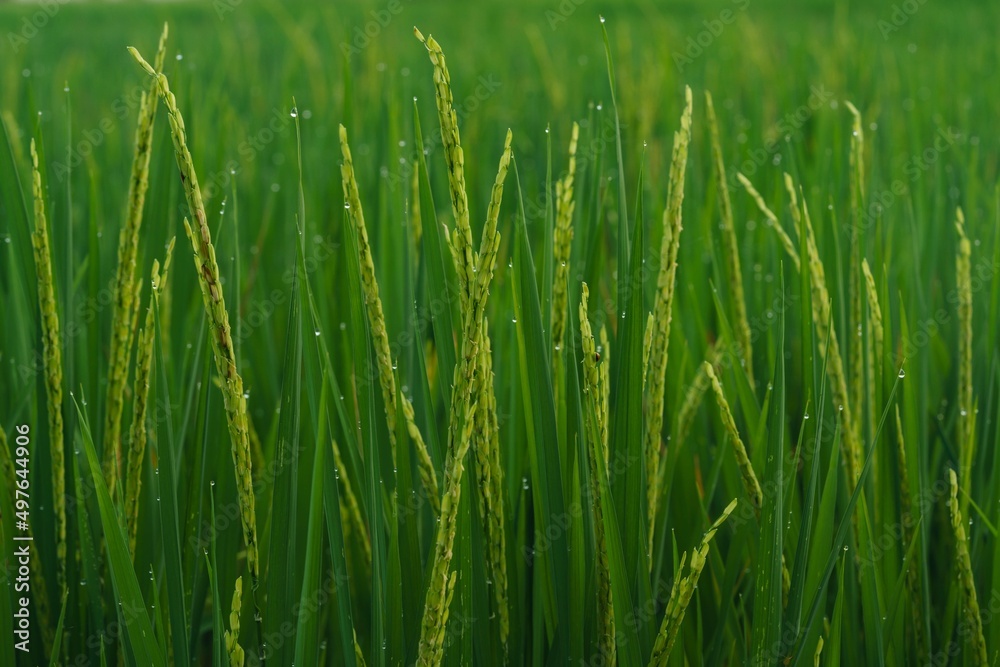 Rice field