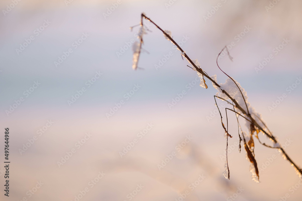 Beautiful winter landscape with field of white snow and tree branches in hoarfrost at sunset frosty day. High quality photo Beautiful winter landscape with field of white snow and tree branches in hoarfrost at sunset frosty day. High quality photo