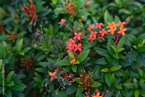 red and yellow flowers