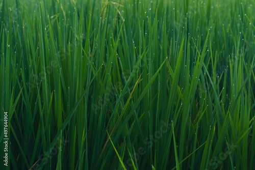 Rice field