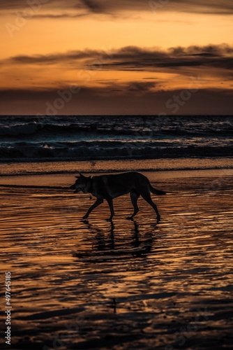 dog on the beach © Michael_S