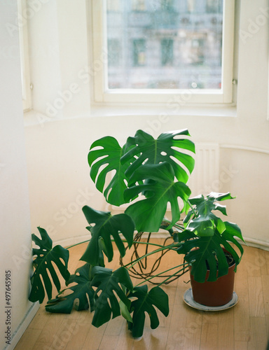 Monstera plant in a room