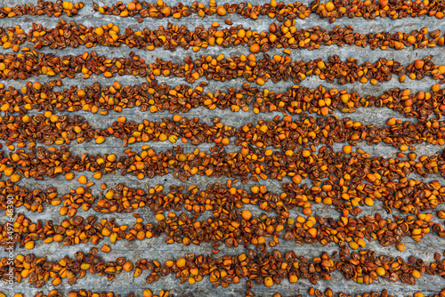 Sliced ​​Mexican hawthorn drying in the sun photo