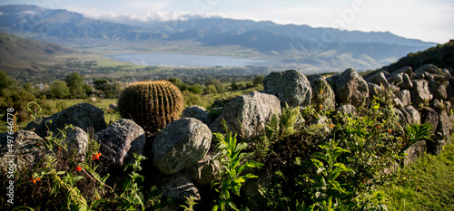 Tableau sur toile Cactus creciendo sobre las piedras