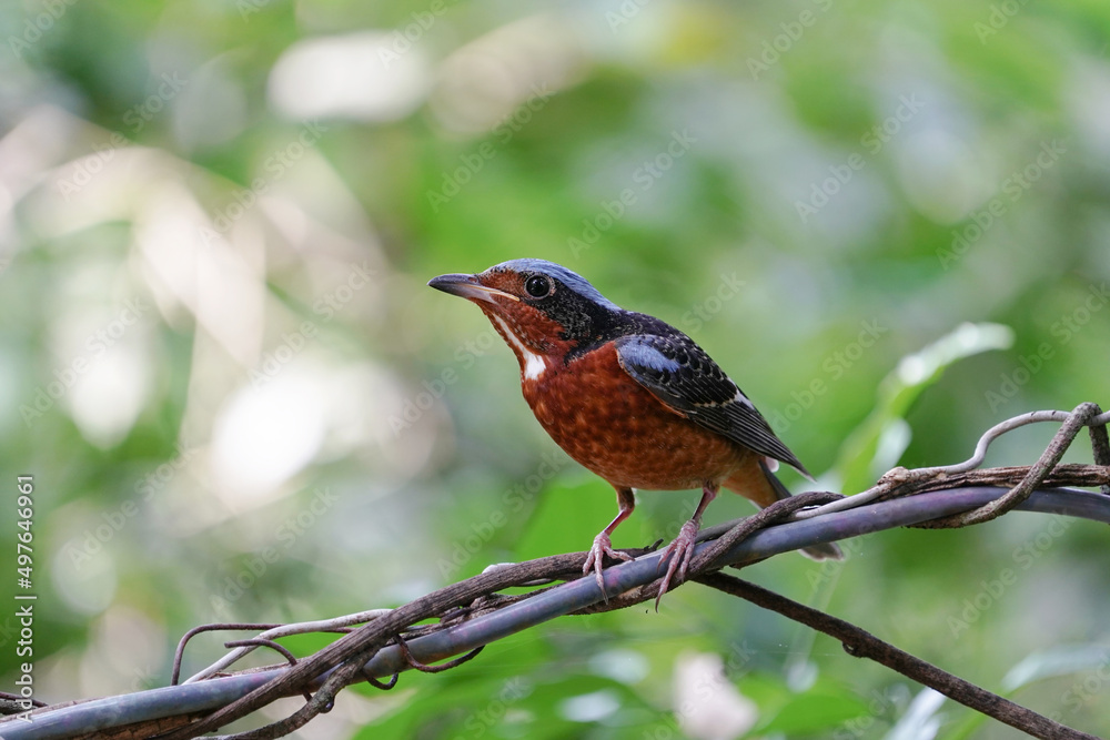 White-throated Rockthrush bird standing clinging to the vines. White-throated Rockthrush bird standing clinging to the vines.