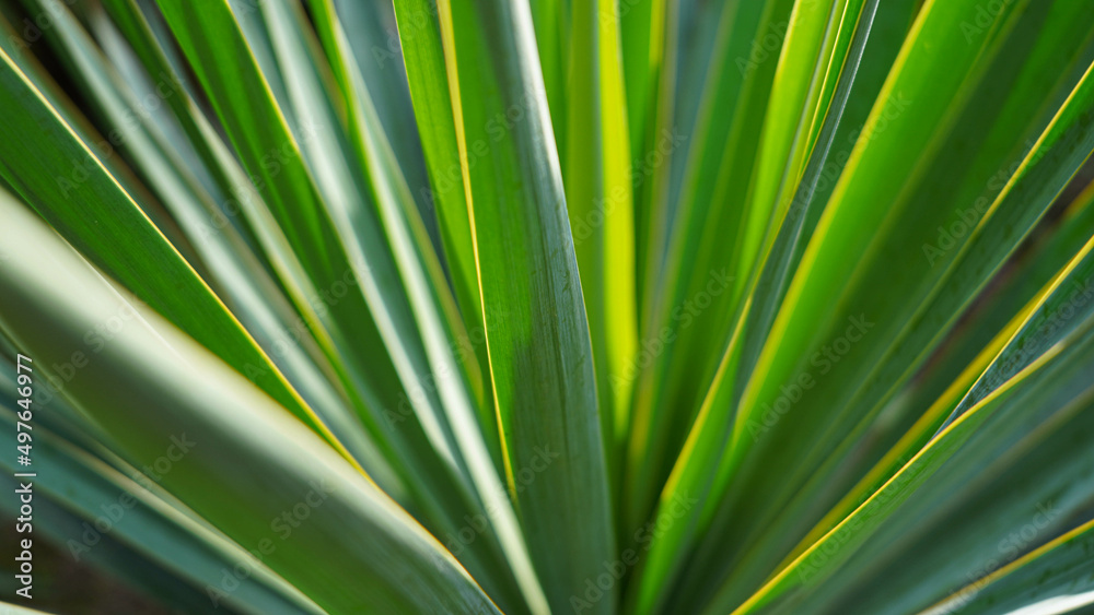 green leaves green leaves