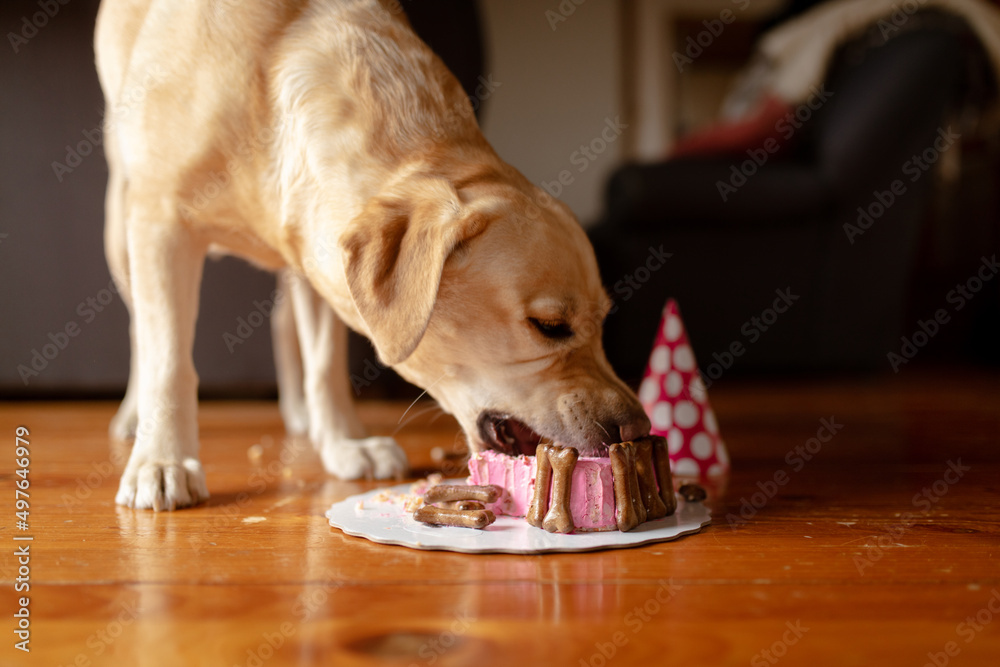 Dog eating birthday cake StockFoto Adobe Stock