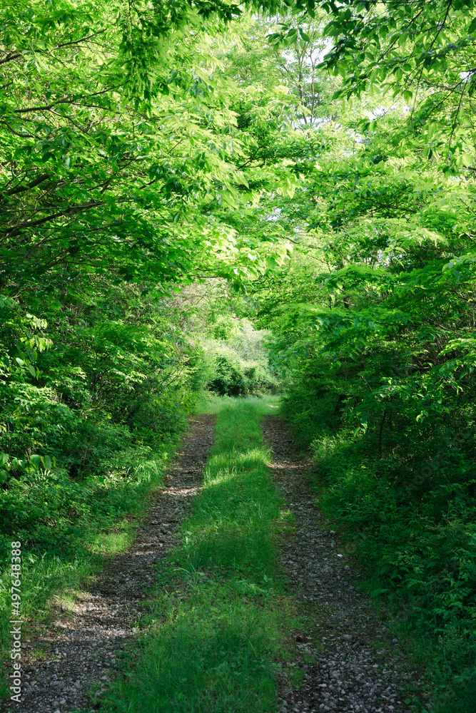 The sunlight shines on the forest road. The sunlight shines on the forest road.
