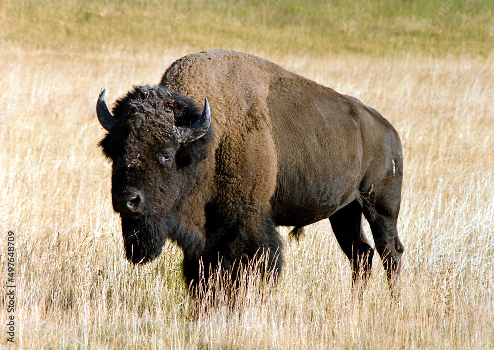 Bison Bison