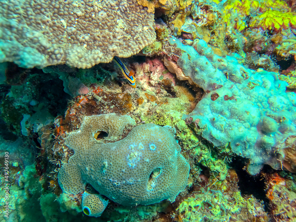 coral reef in the sea coral reef in the sea