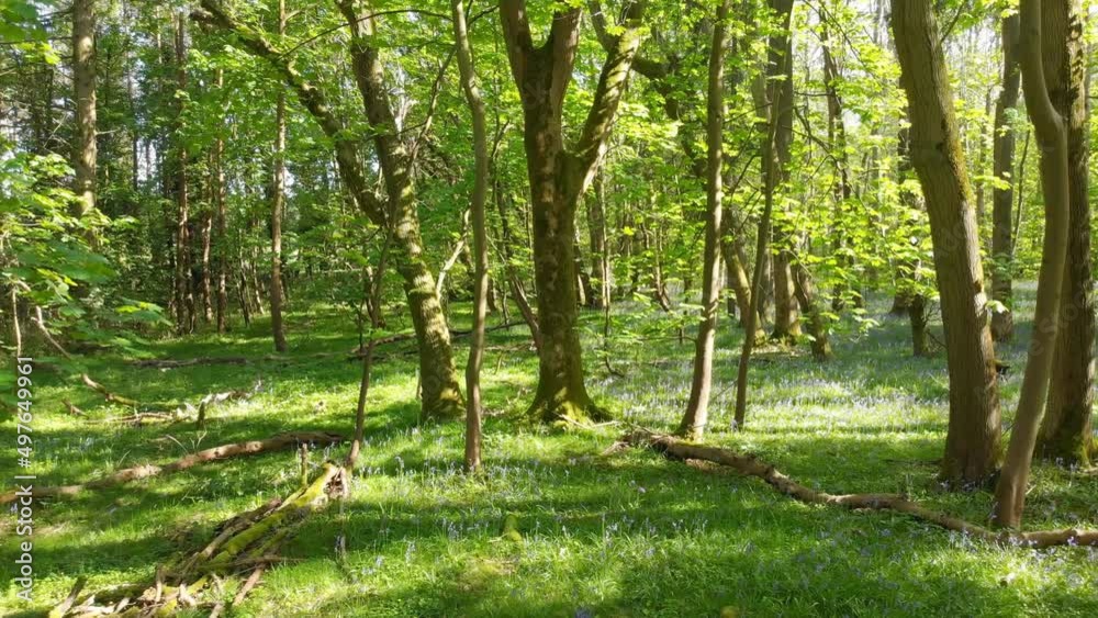 Flying through an English bluebell wood in Spring Flying through an English bluebell wood in Spring