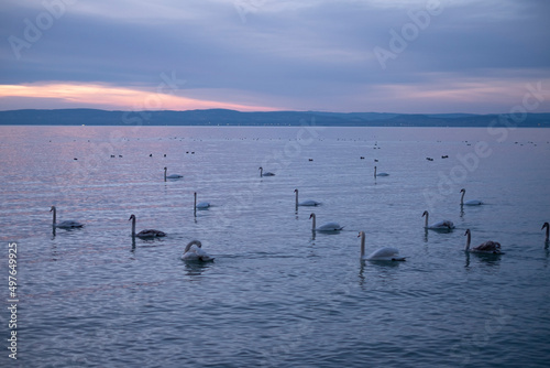 Swans in the lake photo