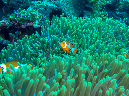 fish in the coral reef