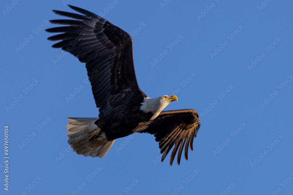 Naklejka premium Bald eagle flying, seen in the wild in North California