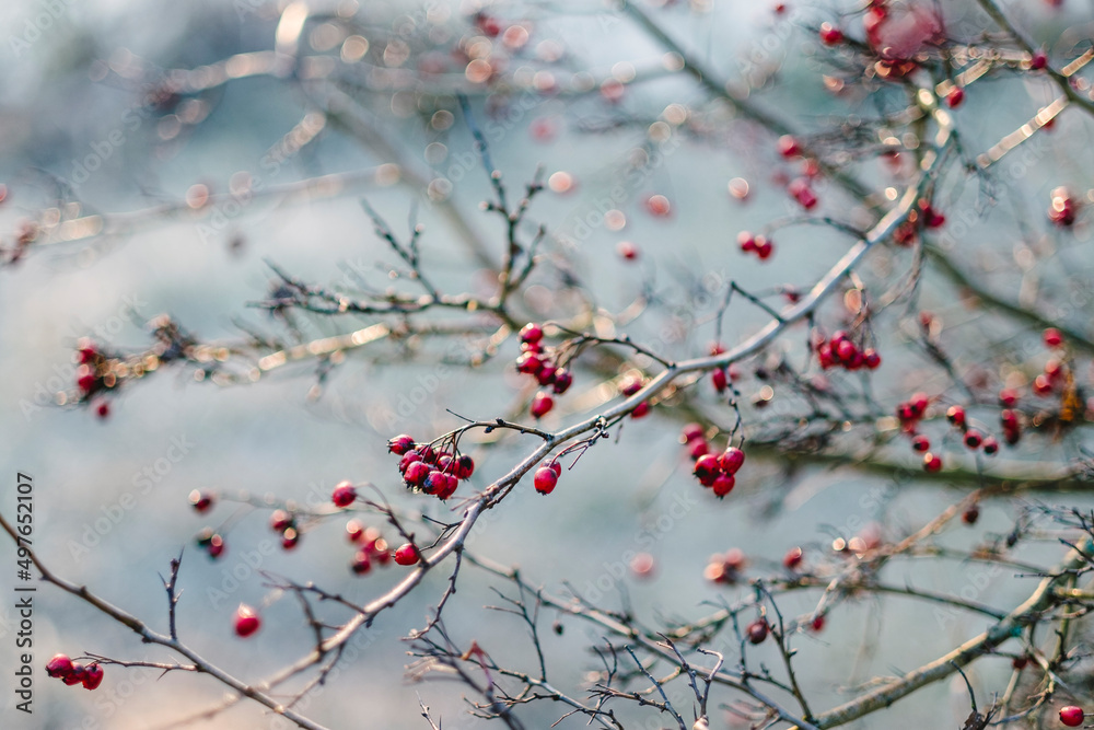 Rose hip bush at winter