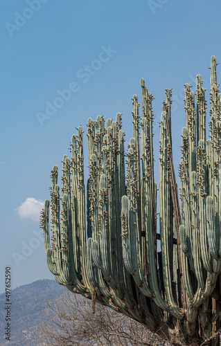 saguaro tree with mountains on the background photo