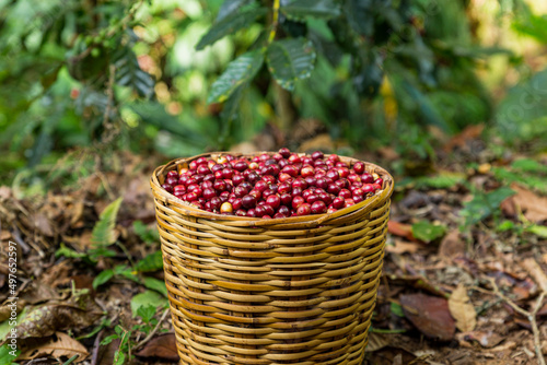 basket full of red coffee beans 