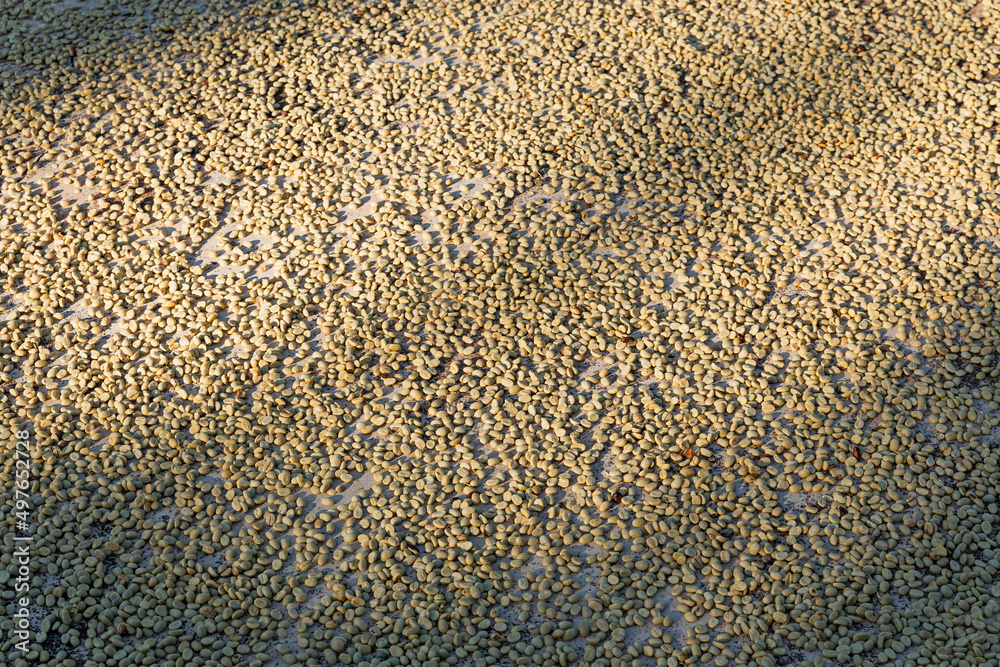 Green coffee bean texture with sunlight i Green coffee bean texture with sunlight i