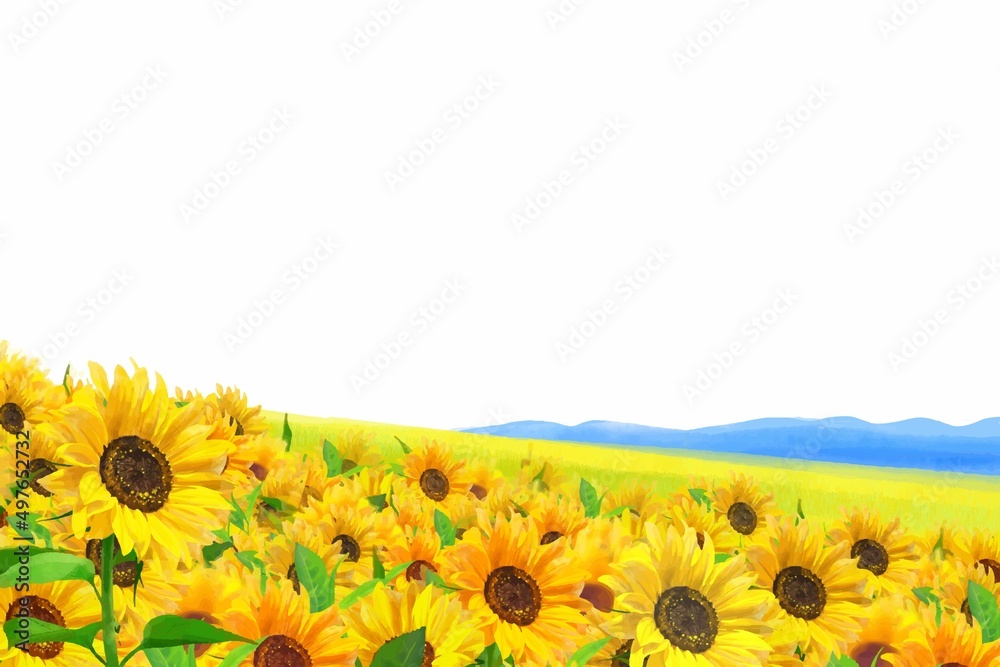 Fototapeta premium 美しいひまわりが咲く爽やかなひまわり畑の初夏フレーム白バック背景素材