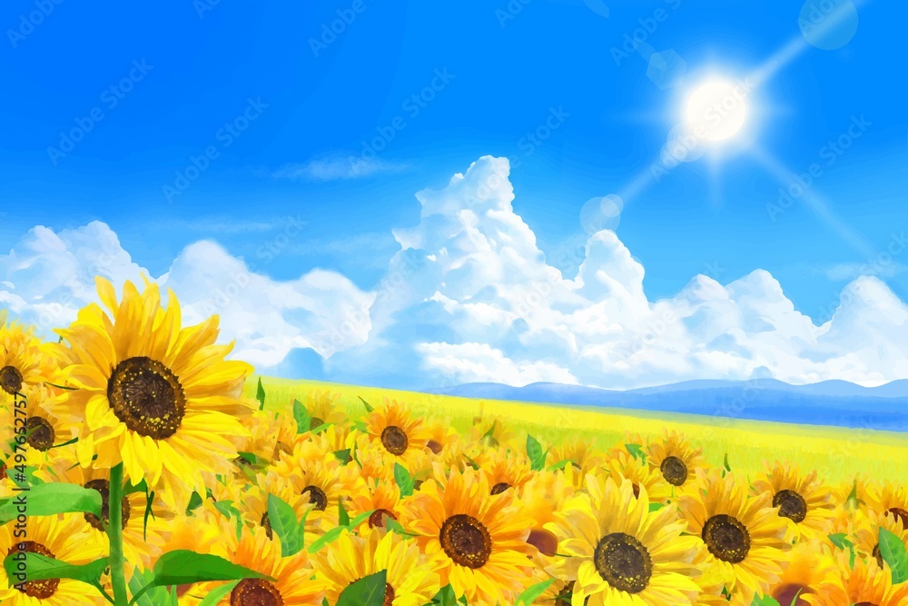 Fototapeta premium 雲のある青空に太陽の下美しいひまわりが咲くひまわり畑の初夏フレーム背景素材