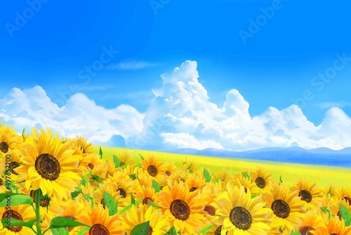雲のある青空に太陽の下美しいひまわりが咲くひまわり畑の初夏フレーム背景素材