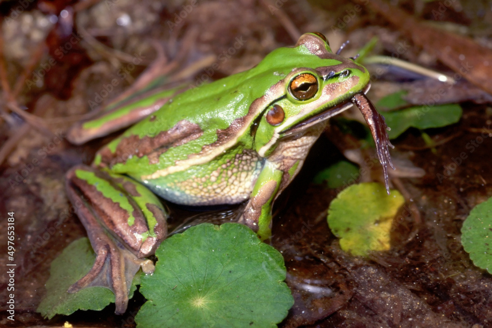 Green and Golden Frog feeding on a Striped Marsh Frog. This species is also a canibal Green and Golden Frog feeding on a Striped Marsh Frog. This species is also a canibal