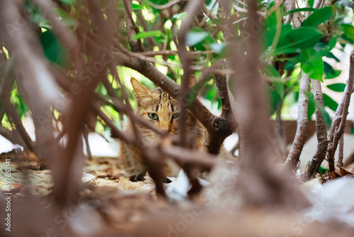 pet cat hiding in the bush