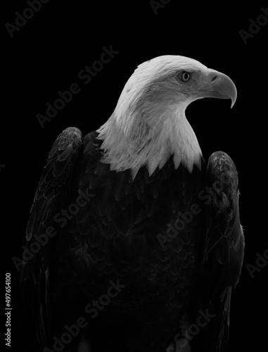 Bald Eagle  photo