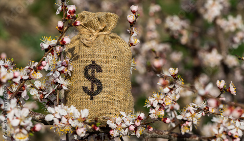 Konstfotografi Knotted sack with american dollar symbol on a blossoming apricot branch