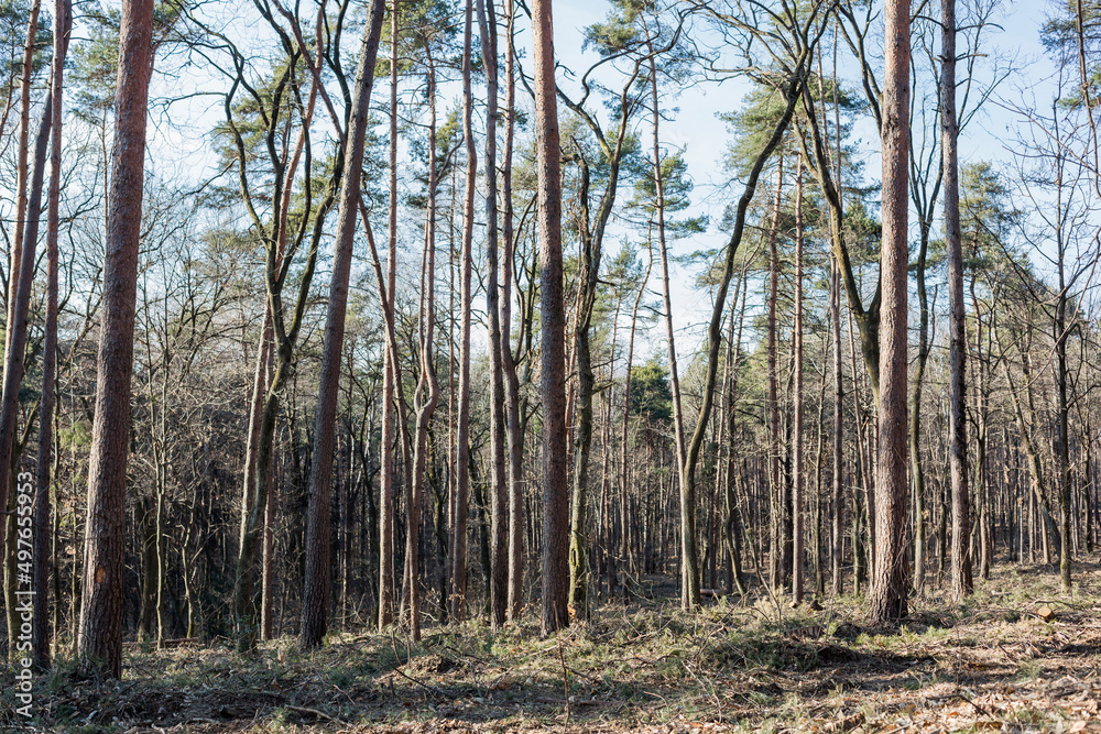 forest forest