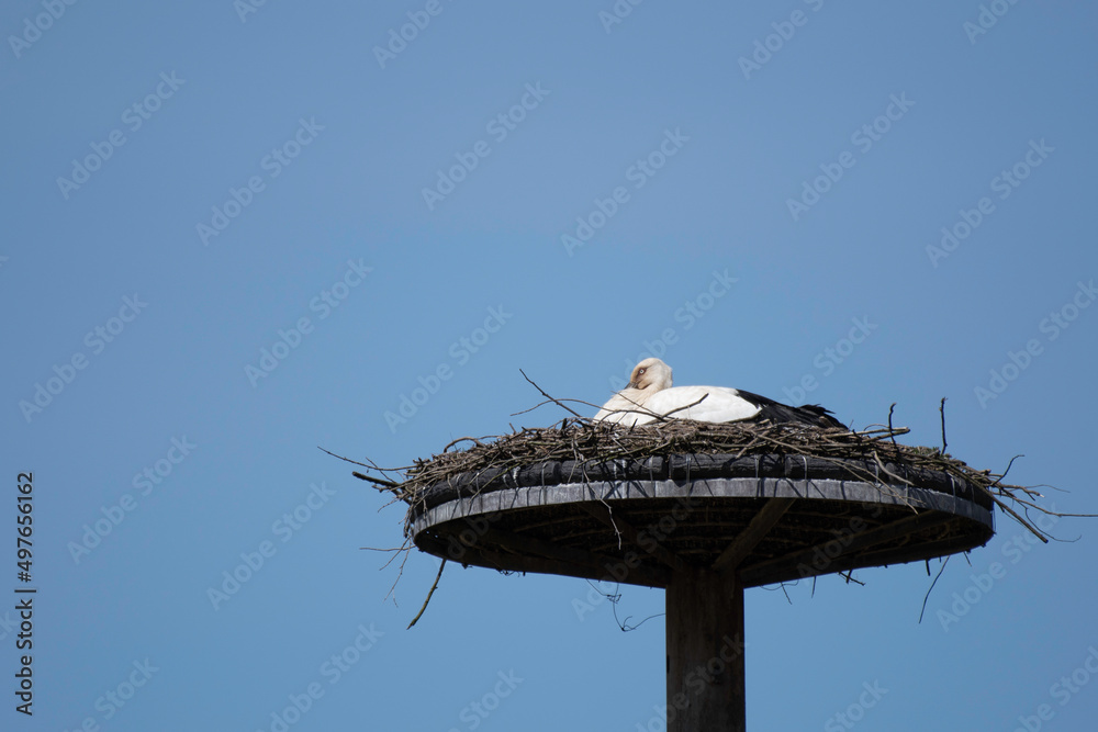 White stork sitting on an artificial nest tower White stork sitting on an artificial nest tower