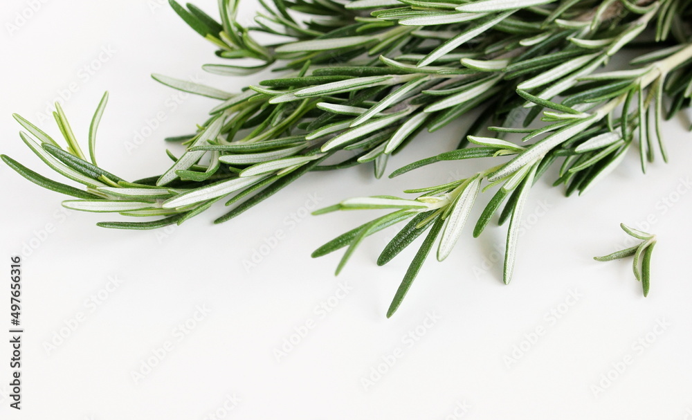 green leaves rosemary close up frame on white  background top view. Copy space. 